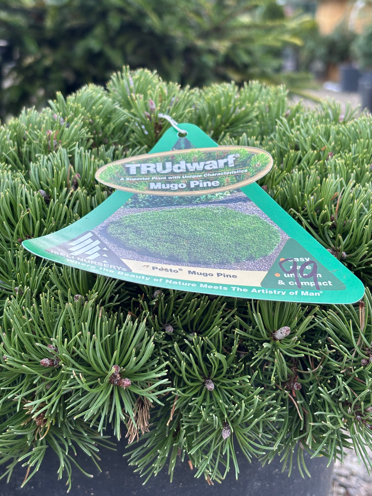 Pinus mugo Pesto®