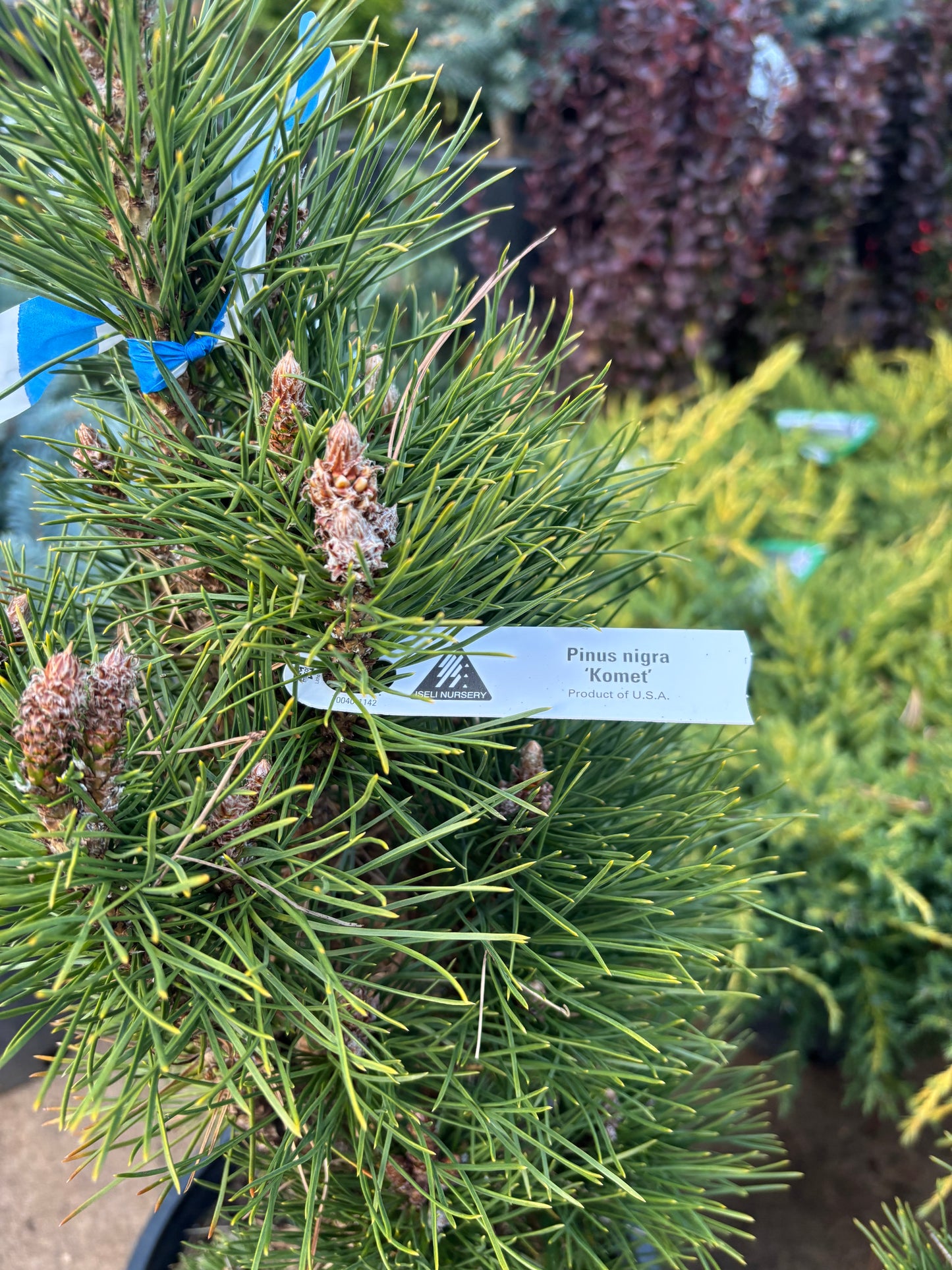 Pinus nigra ‘Komet’