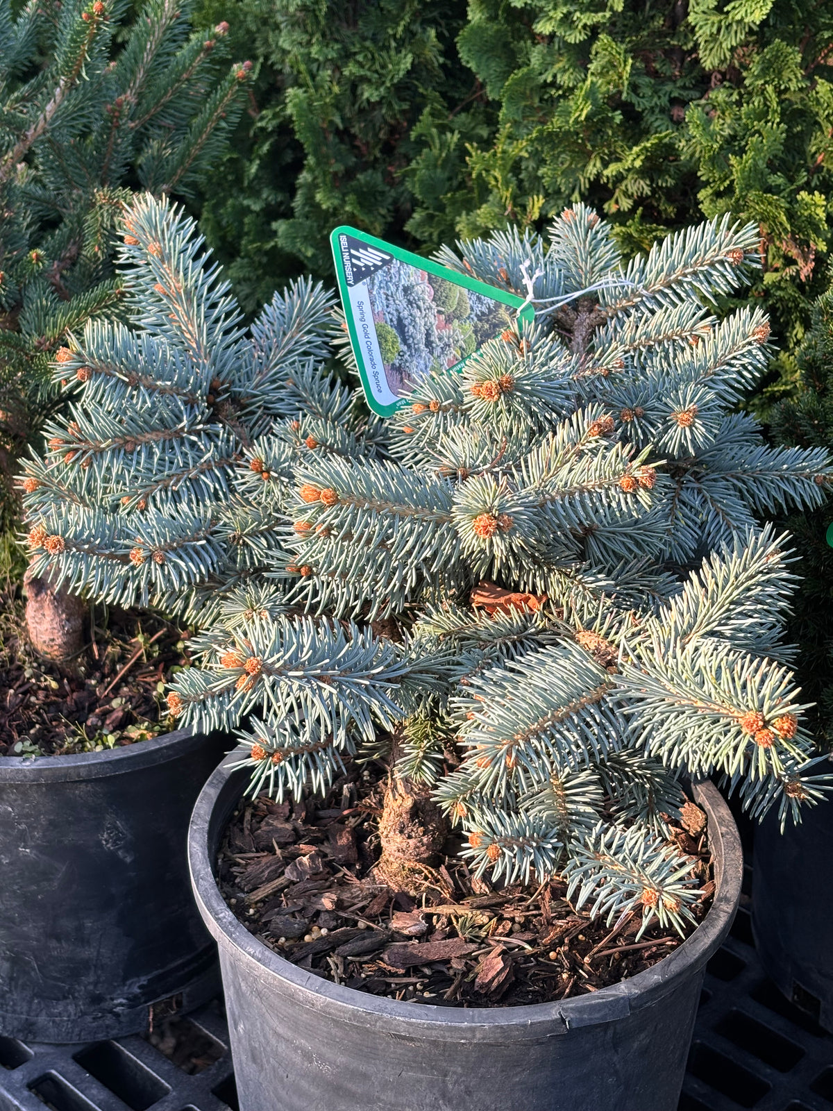 Picea pungens ‘Niemetz’ Spring Gold Colorado Blue Spruce