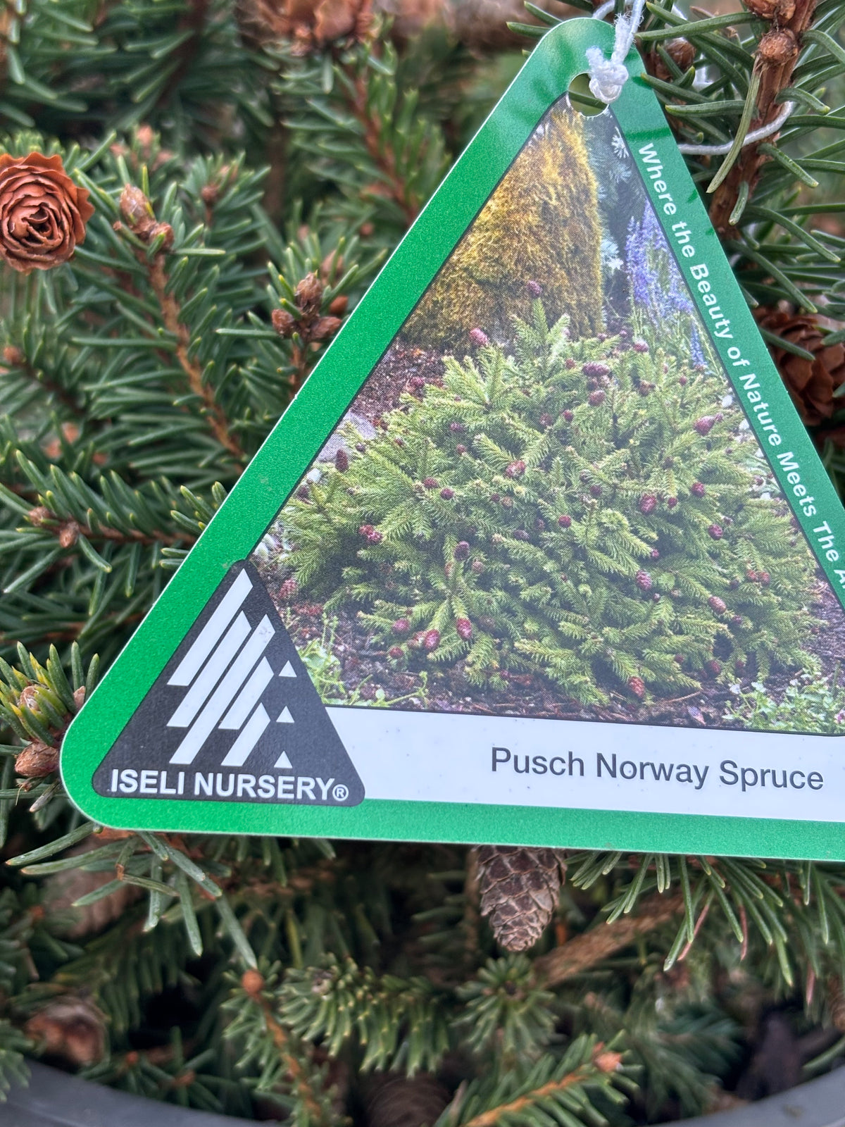 Picea abies ‘Pusch’