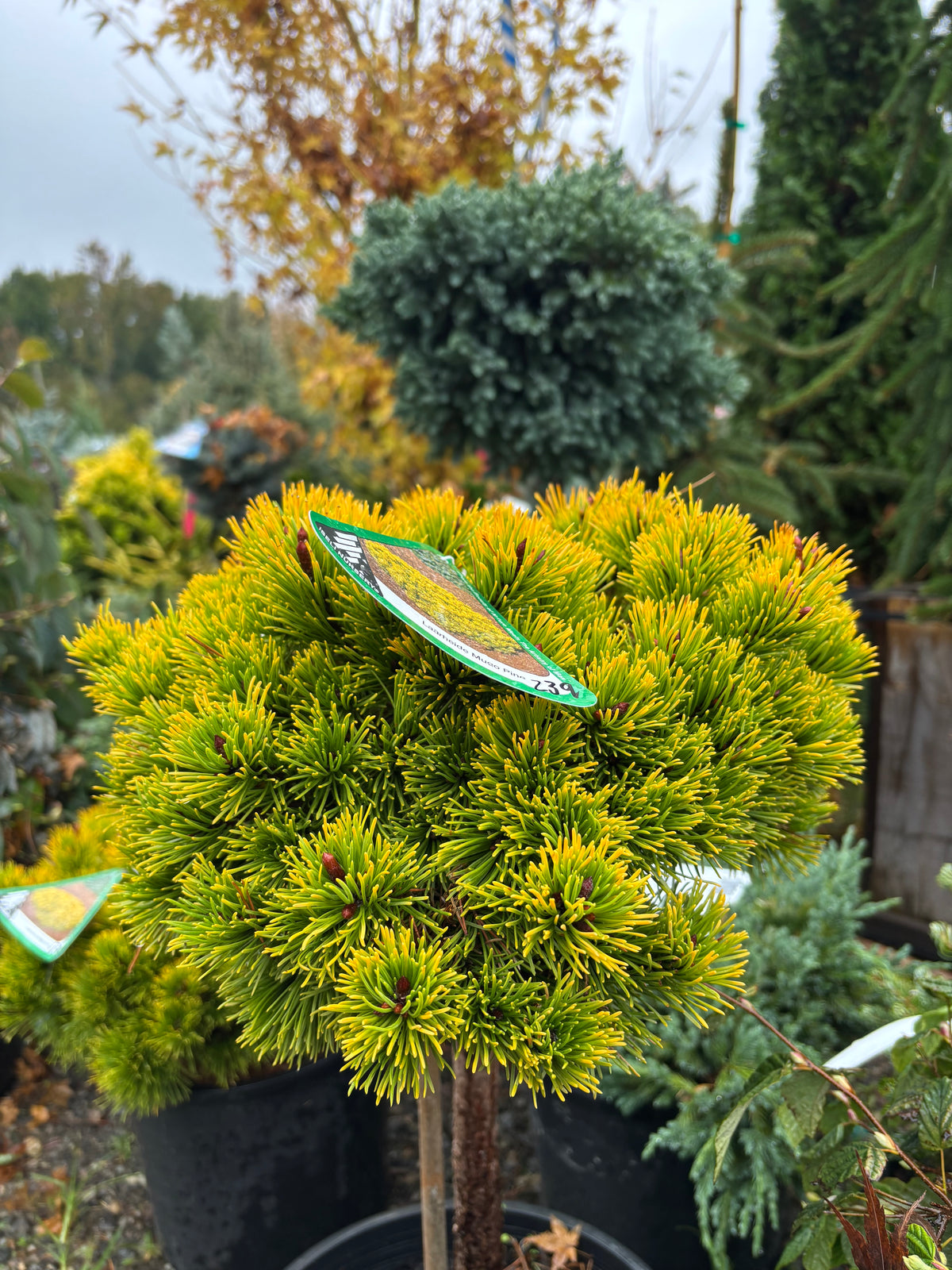Pinus mugo ‘Laarheide’