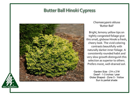 Chamaecyparis obtusa ‘Butter Ball’
