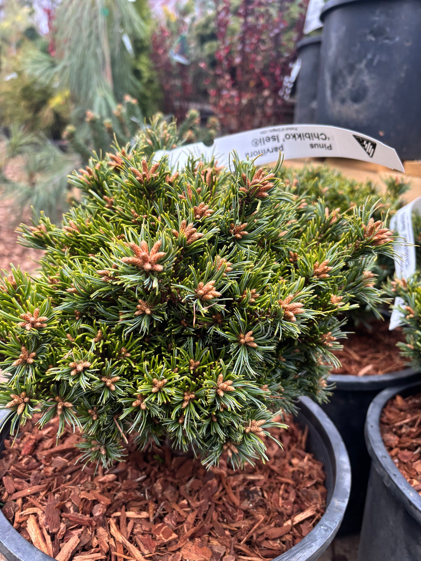Pinus parviflora ‘Chibikko’