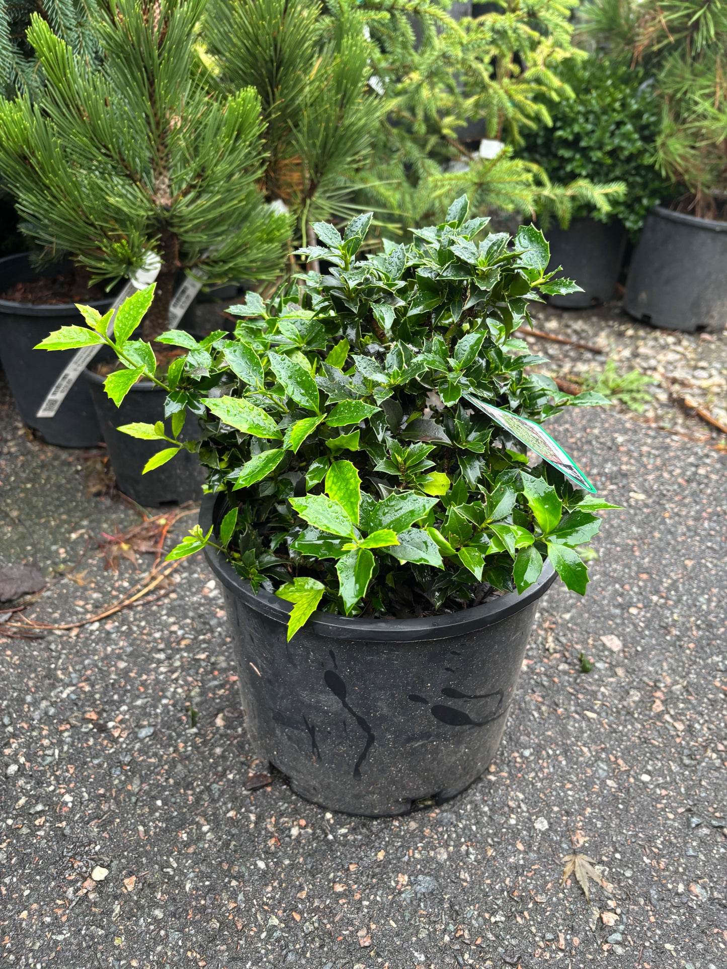 Ilex x ‘Rock Garden’