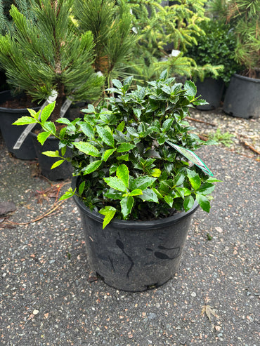 Ilex x ‘Rock Garden’