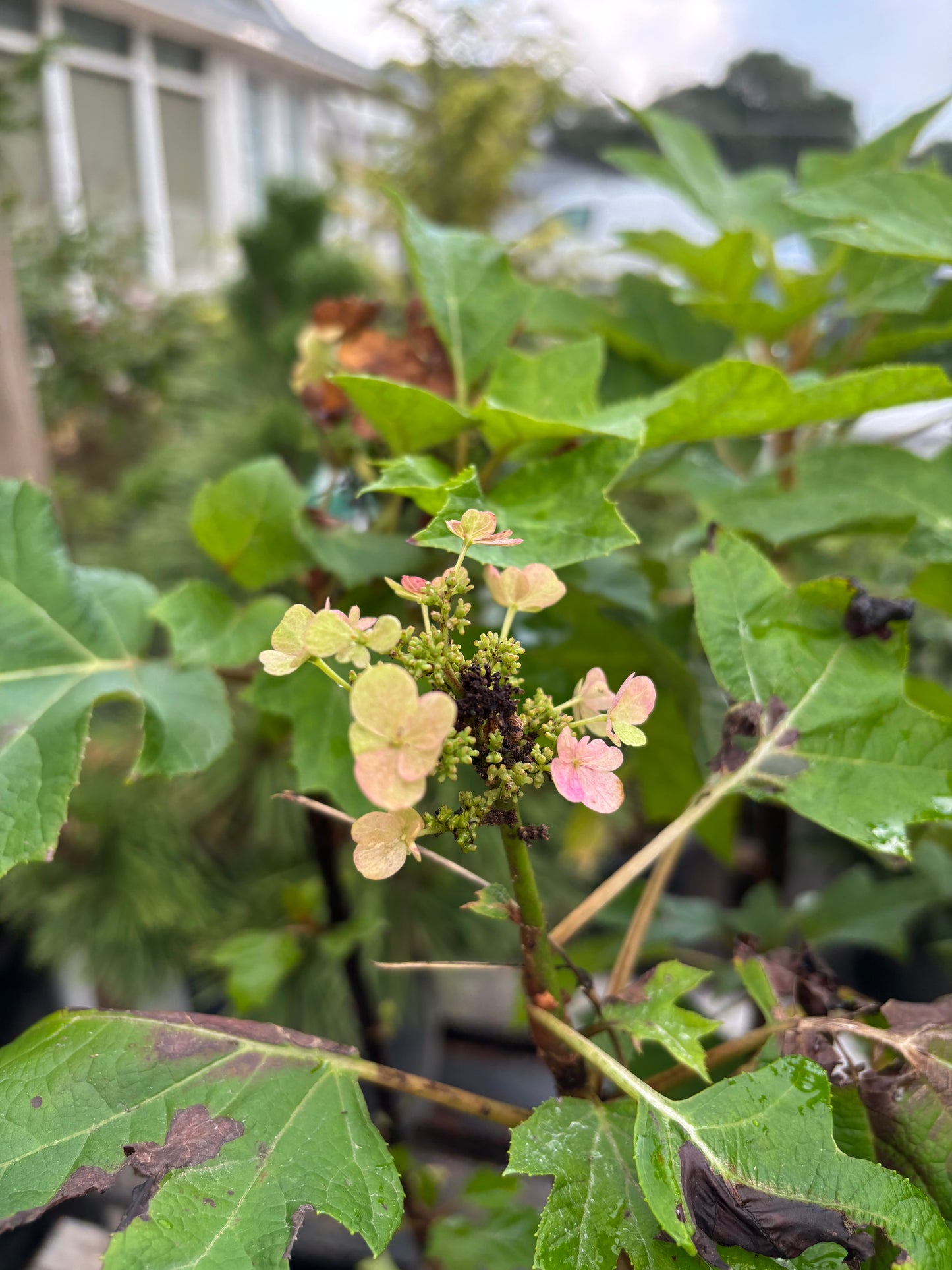 Munchkin Oakleaf Hydrangea