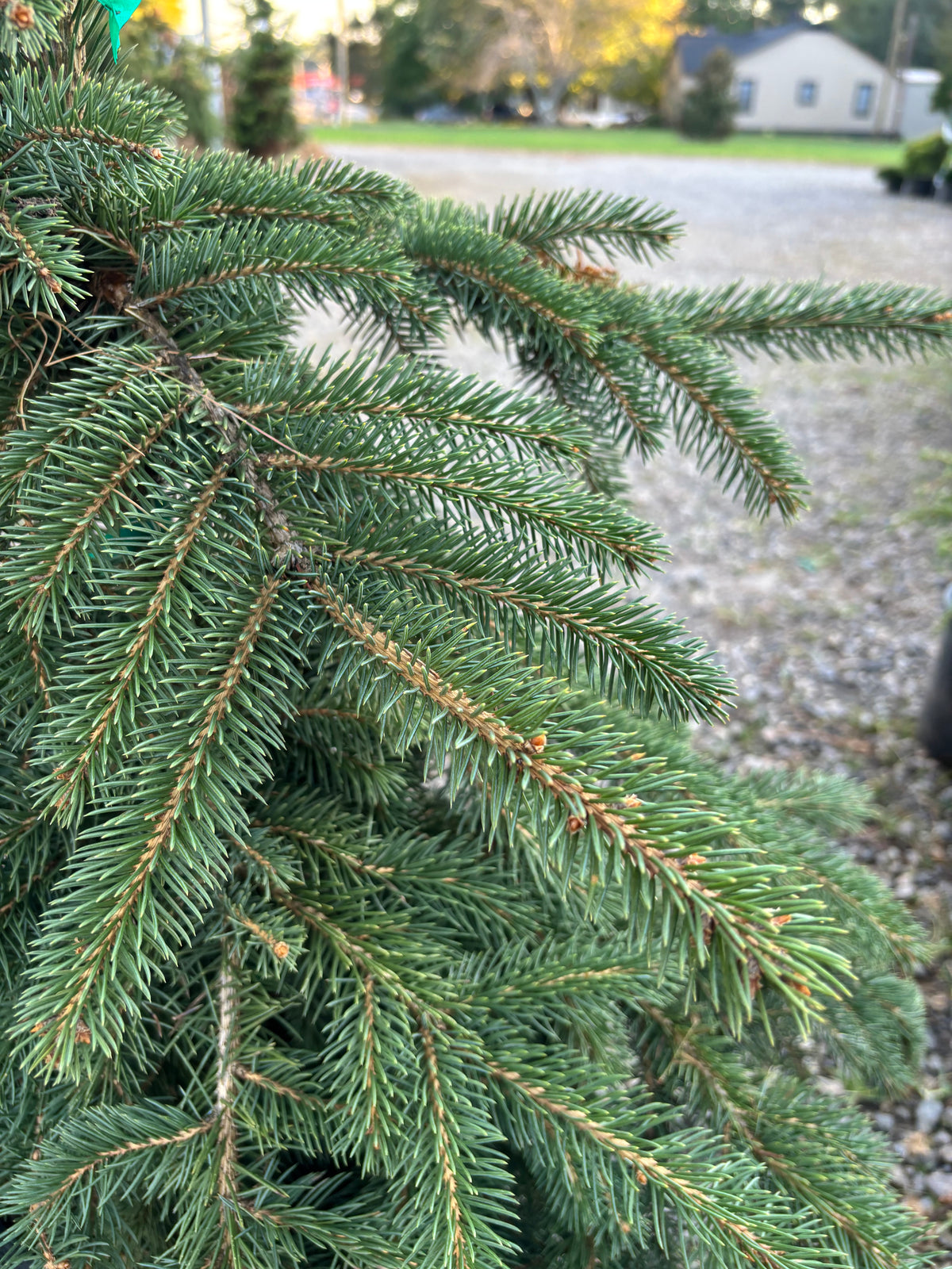Picea pungens ‘Teton Beauty’
