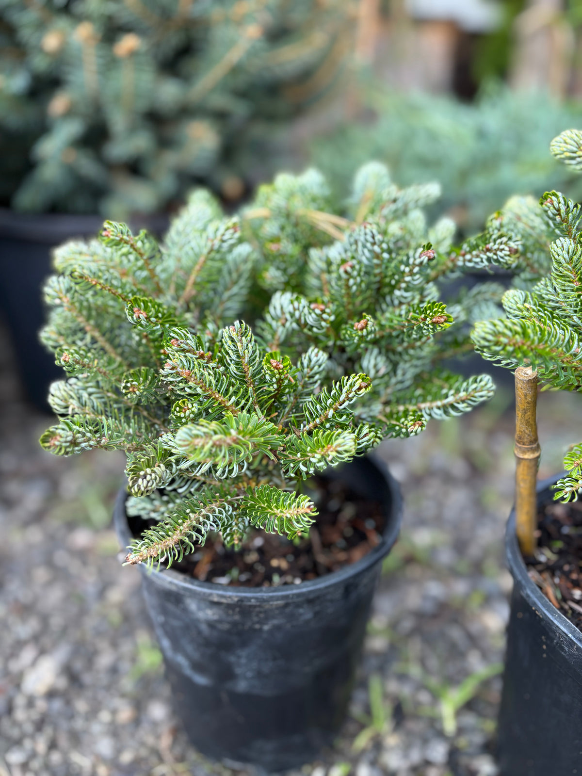 Abies koreana ‘Kohout’s Ice Breaker’