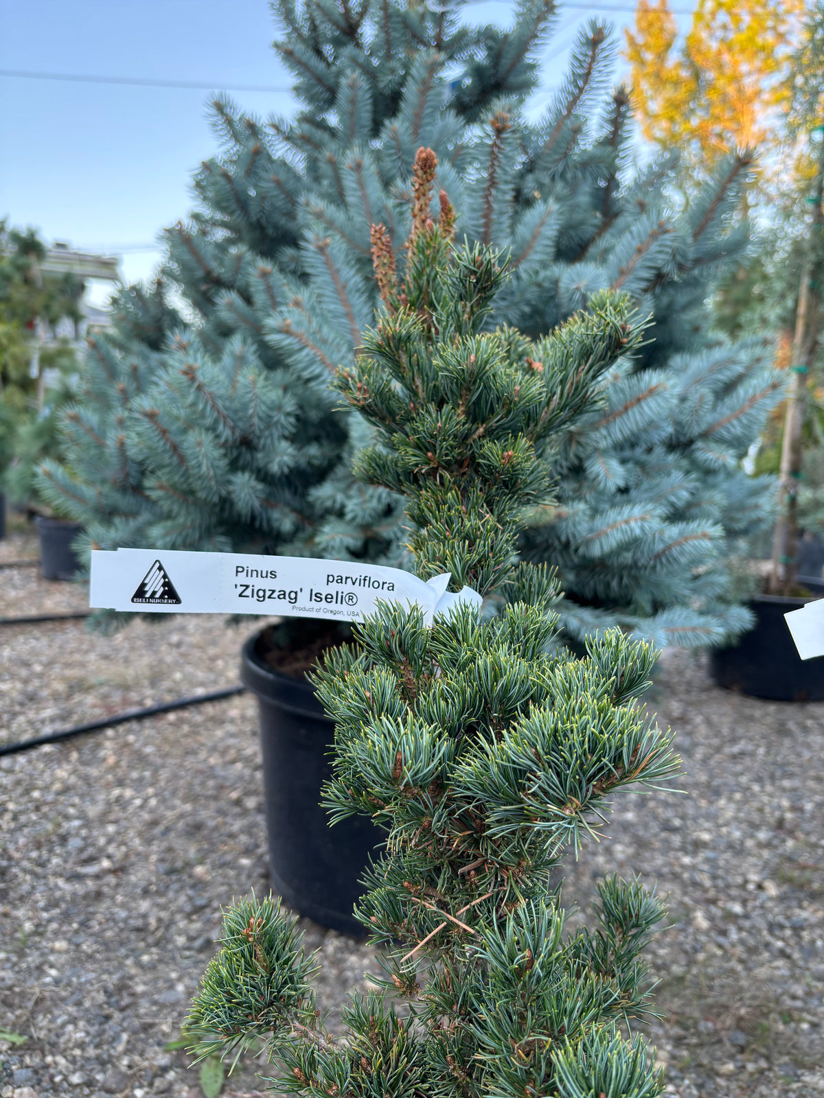 Pinus parviflora ‘Zig Zag’