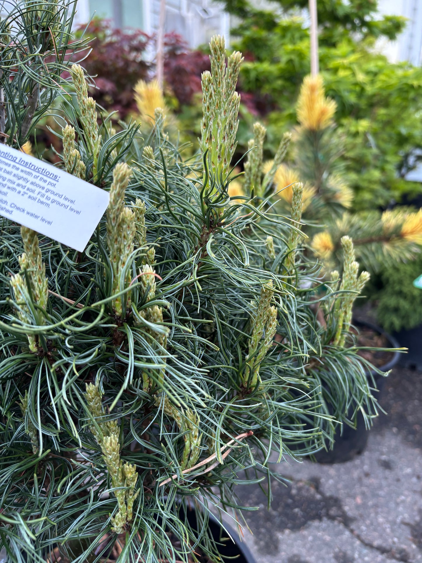 Pinus strobus 'Tiny Kurls'