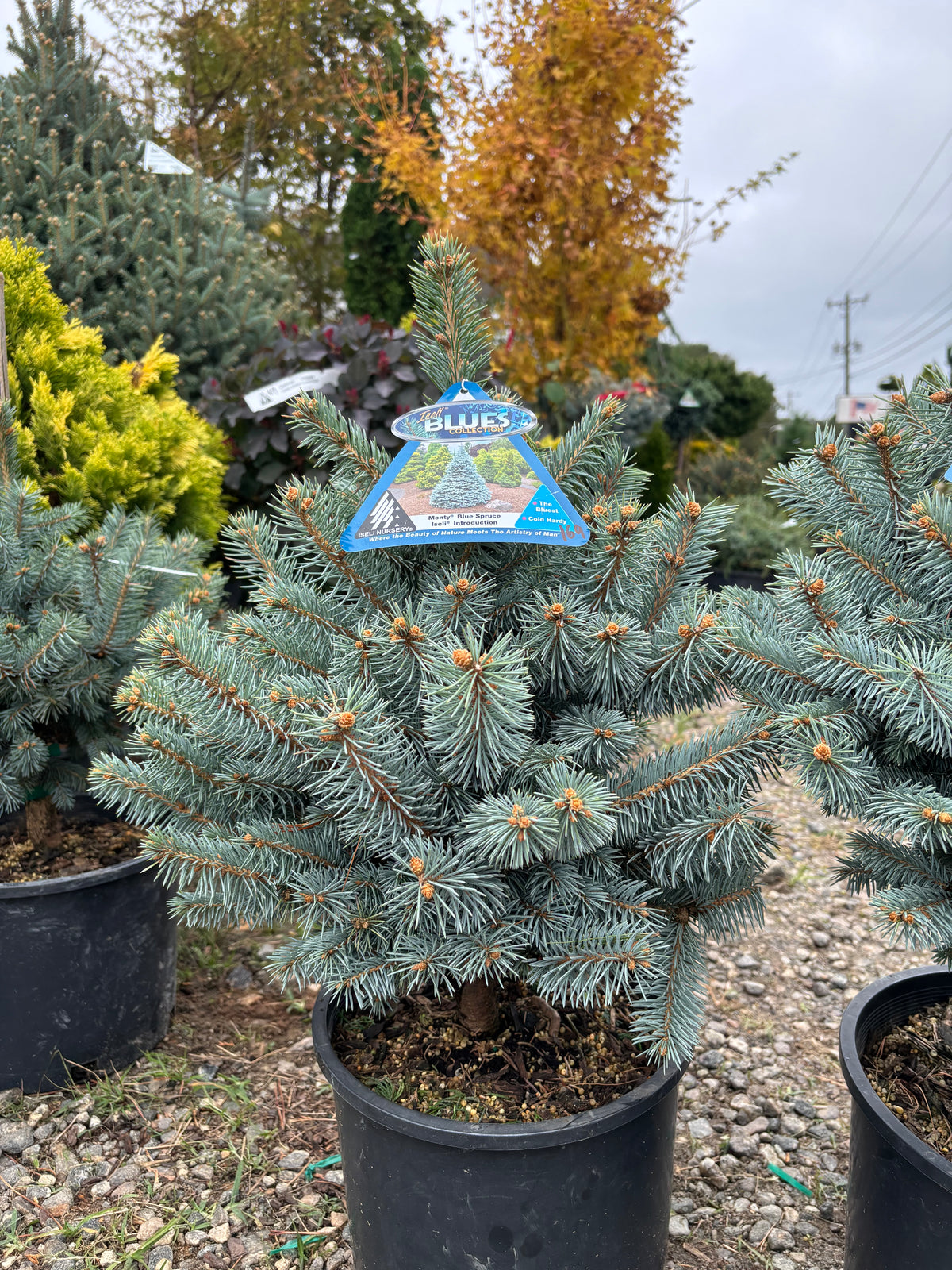 Picea pungens ‘Monty’ Colorado Blue Spruce