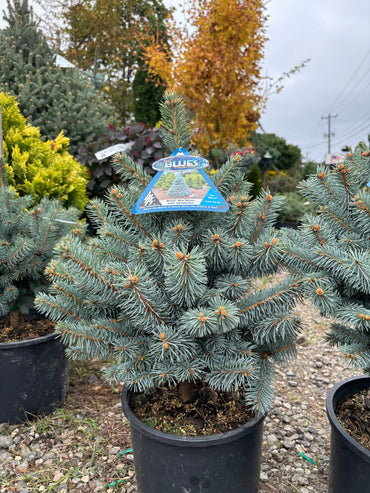 Picea pungens ‘Monty’ Colorado Blue Spruce