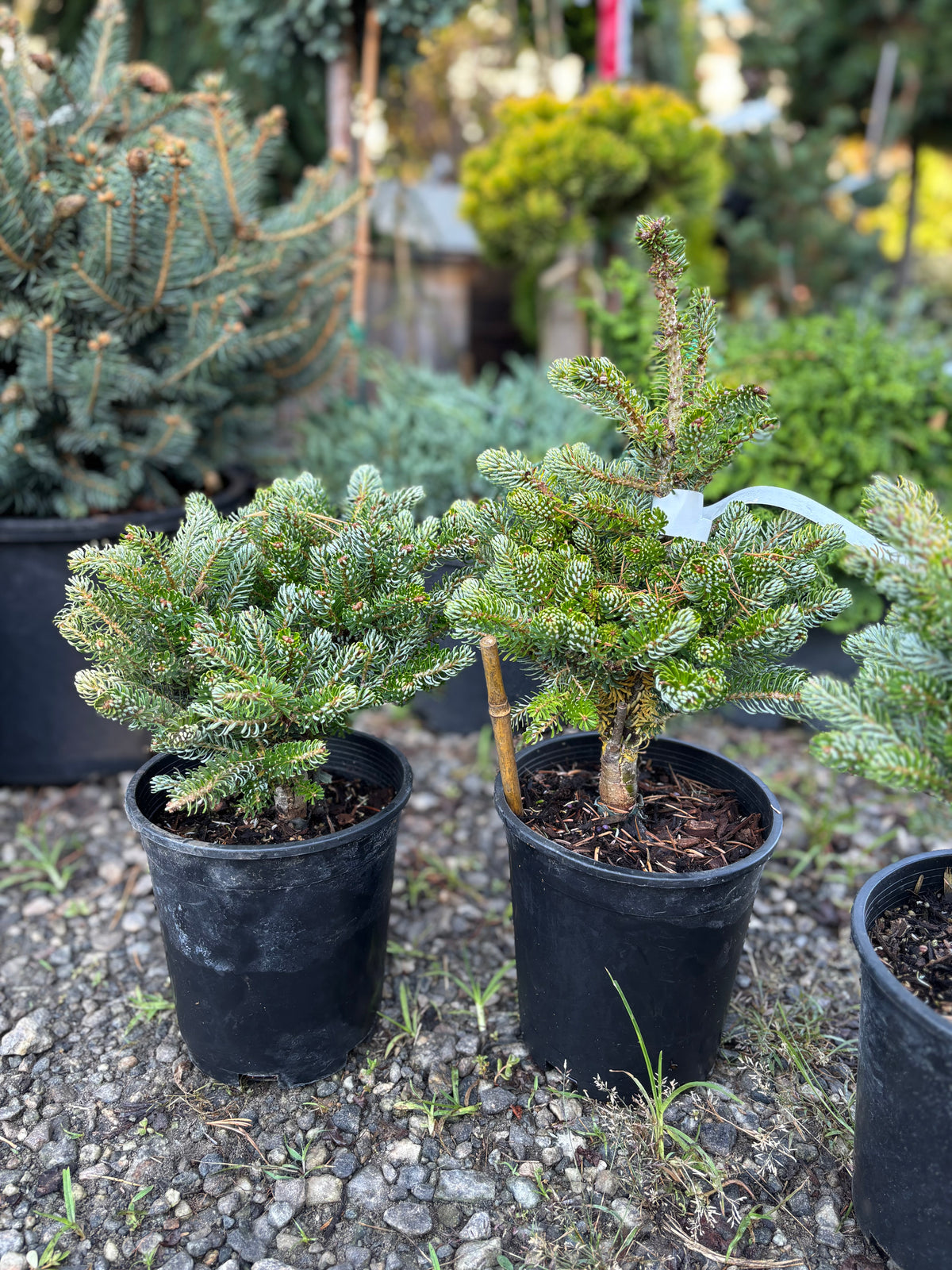 Abies koreana ‘Kohout’s Ice Breaker’