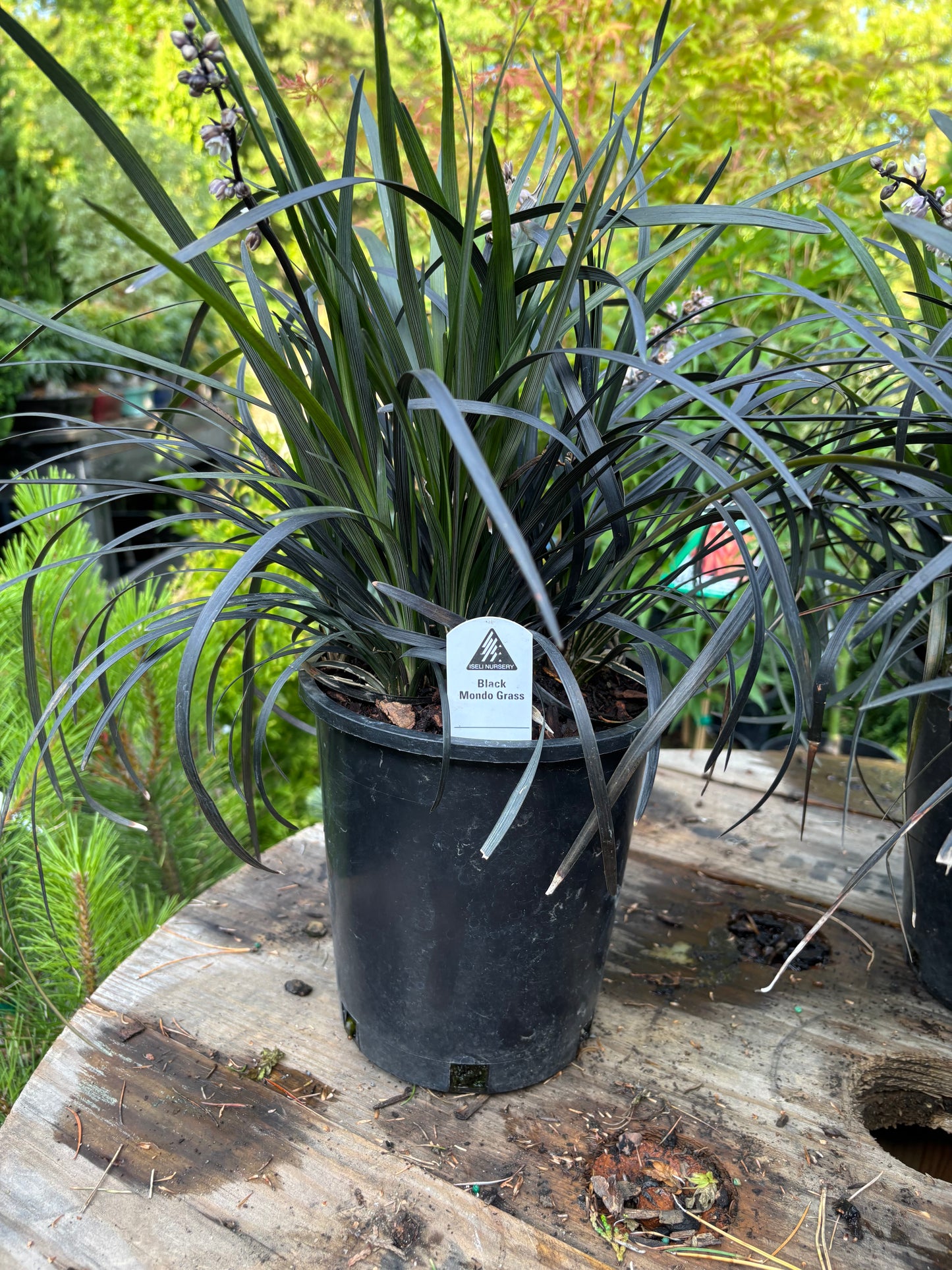 Black Mondo Grass Ophiopogon planiscapus ‘Nigrescens’