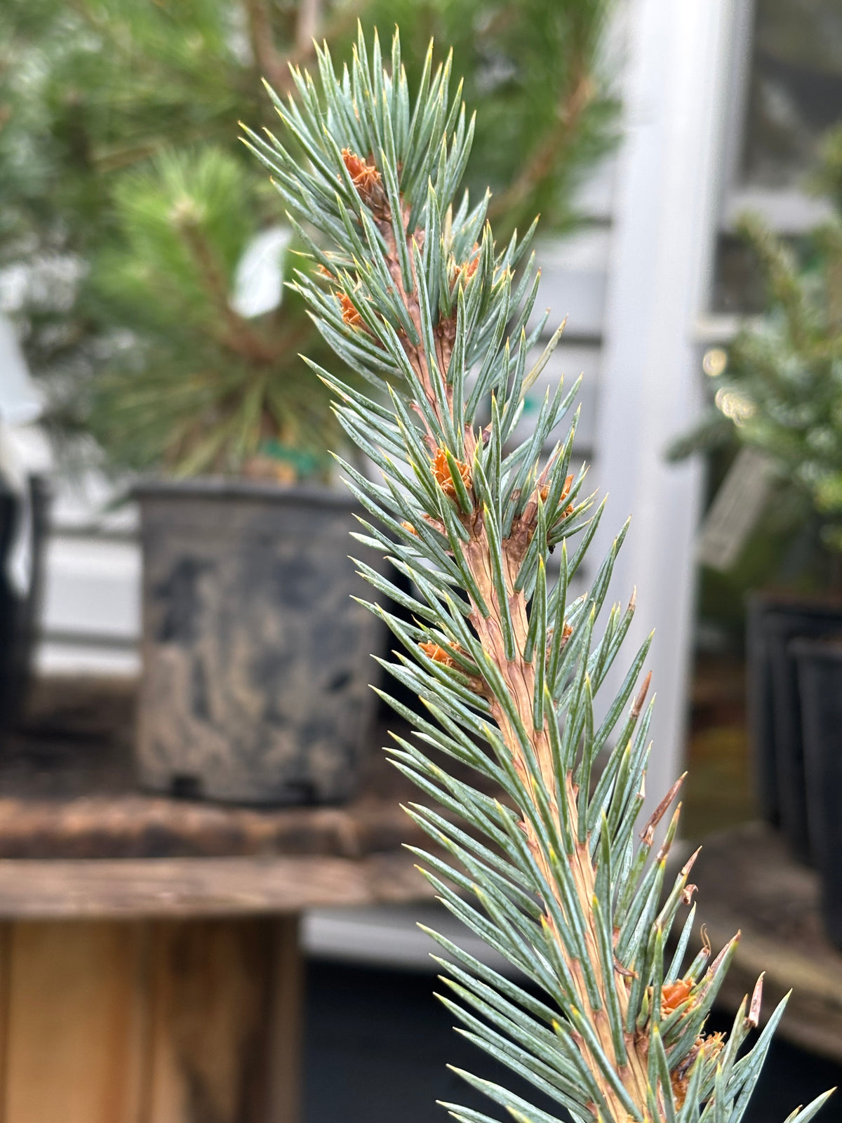 Picea pungens ‘Iseli Foxtail’