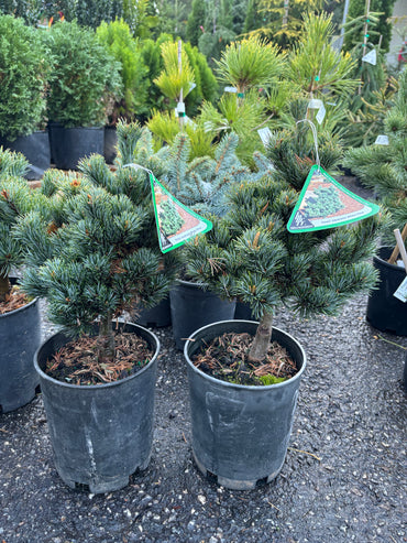 Pinus parviflora ‘Kinpo’