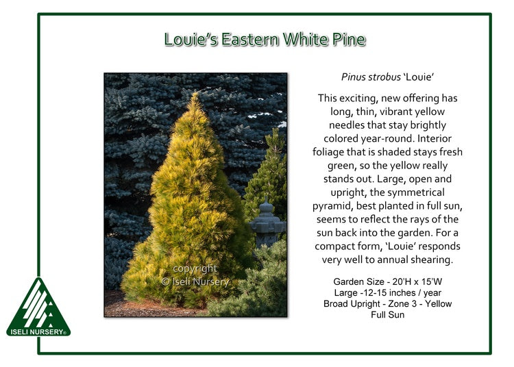 Pinus strobus ‘Louie’