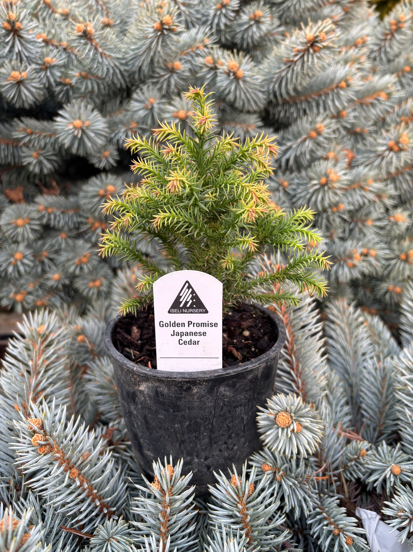 Cryptomeria japonica ‘Golden Promise’