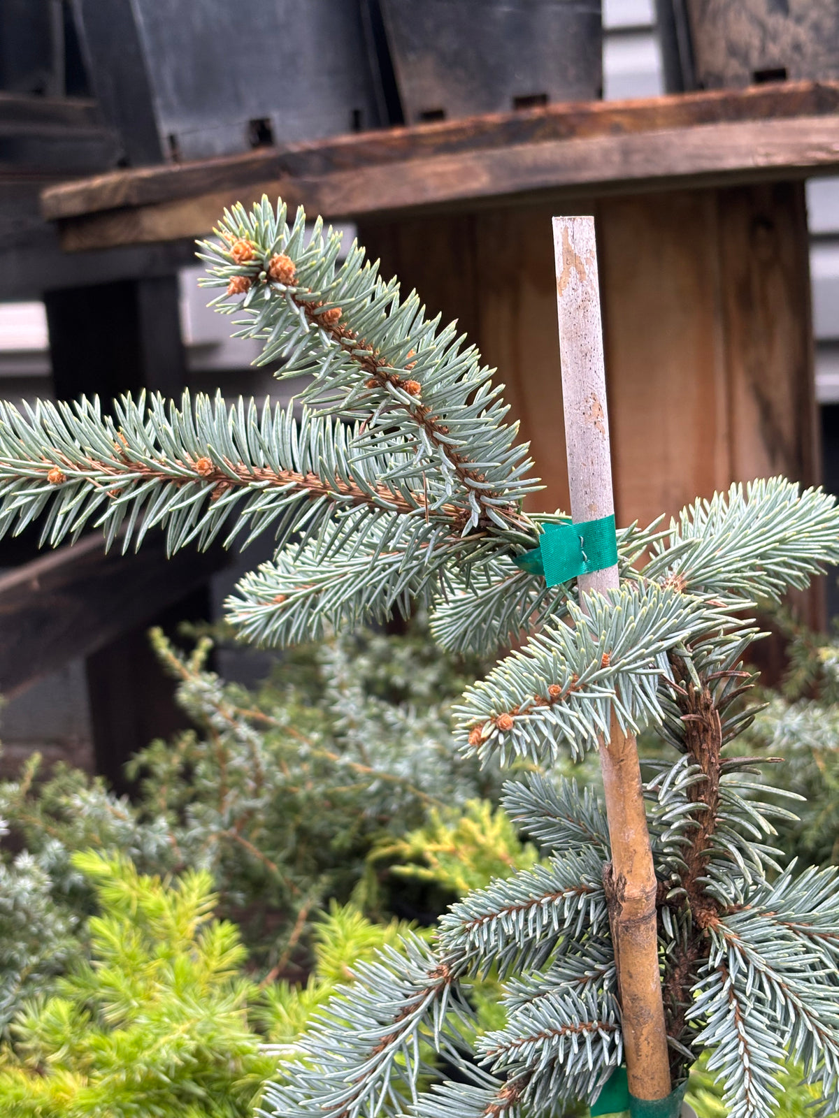 Picea pungens ‘The Blues’