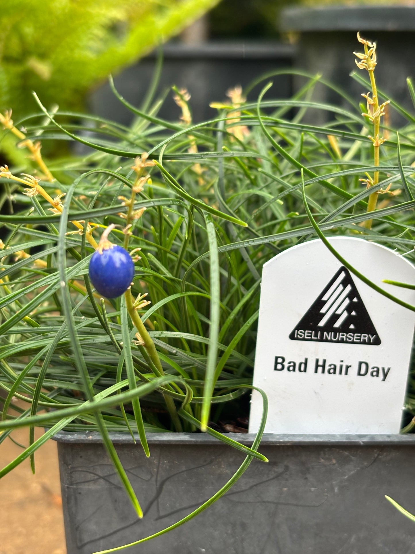 ‘Bad Hair Day’ Mondo Grass