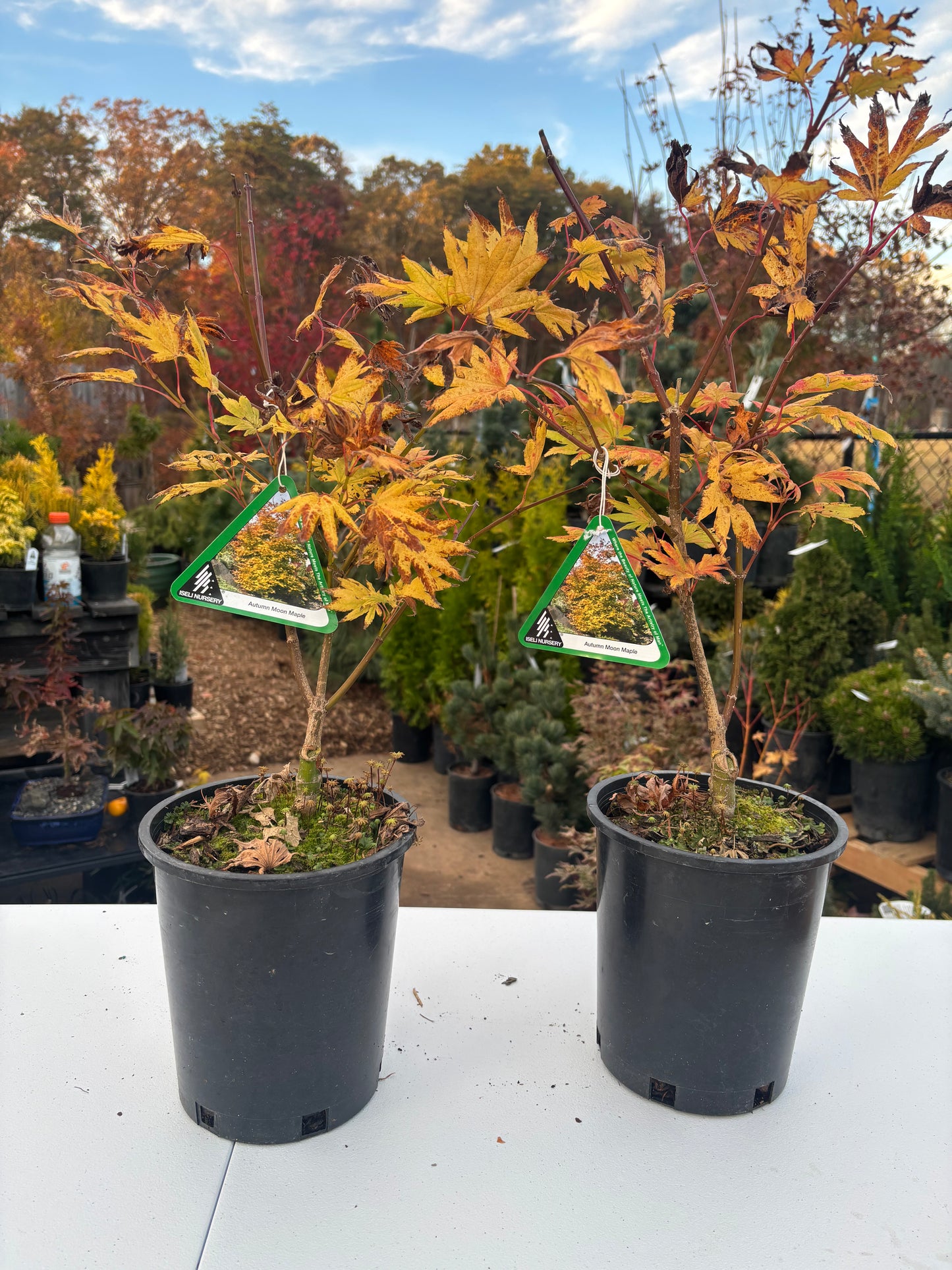Acer shirasawanum 'Autumn Moon'
