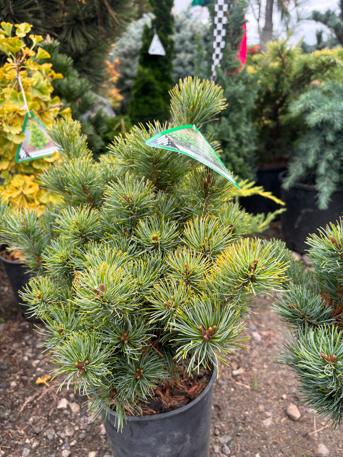 Pinus parviflora ‘Catherine Elizabeth’