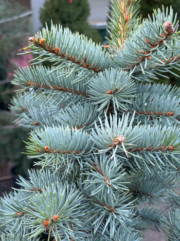 Picea pungens ‘Filip’s Blue Compact’