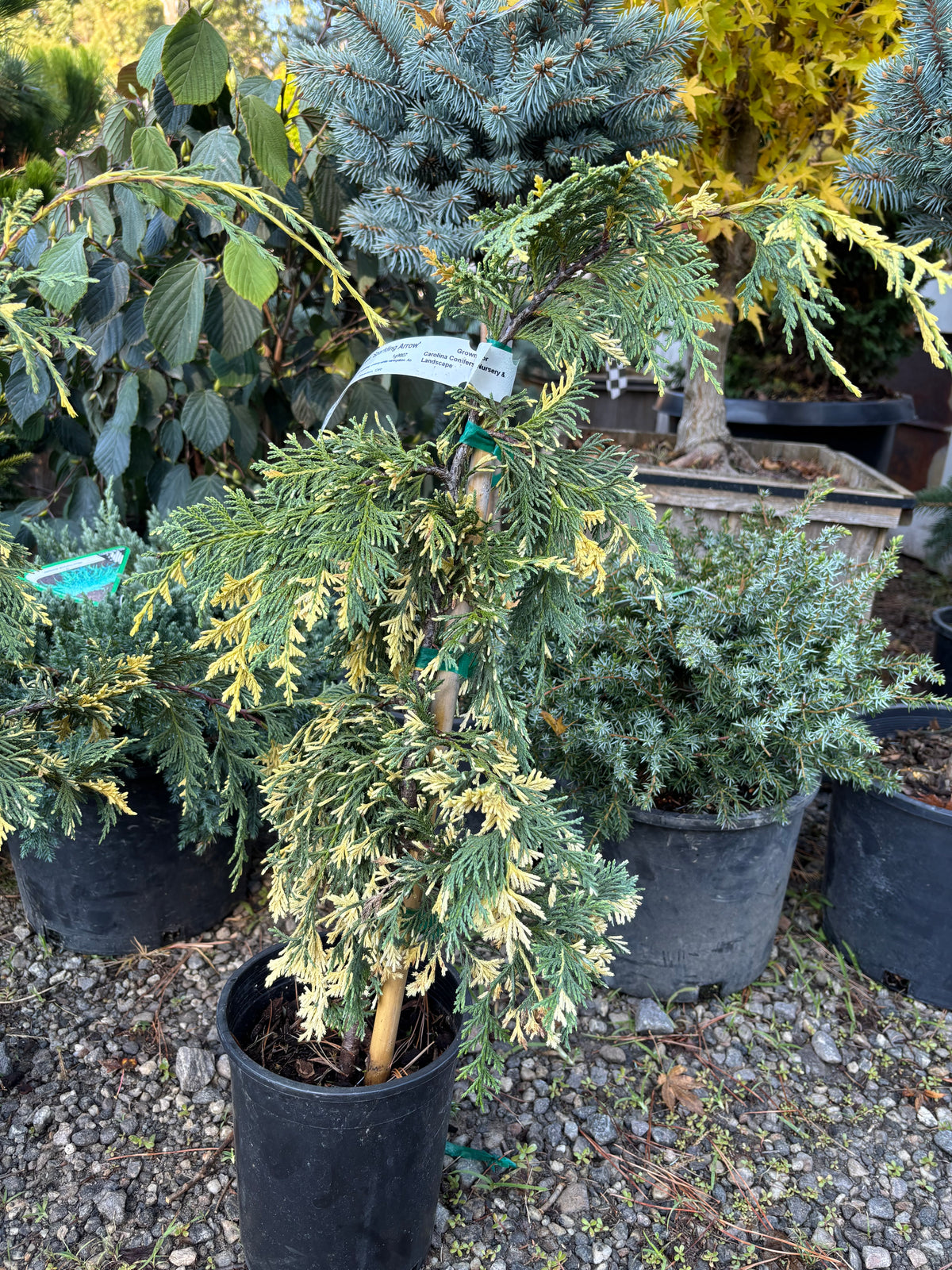 Chamaecyparis nootkatensis 'Sparkling Arrow'
