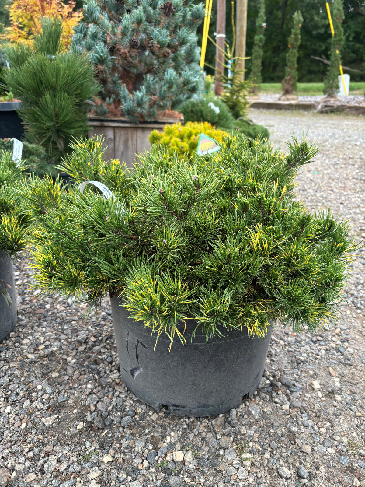 Pinus mugo ‘Agatka’