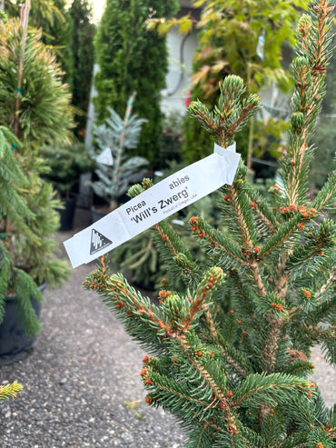 Will’s Zwerg Norway Spruce