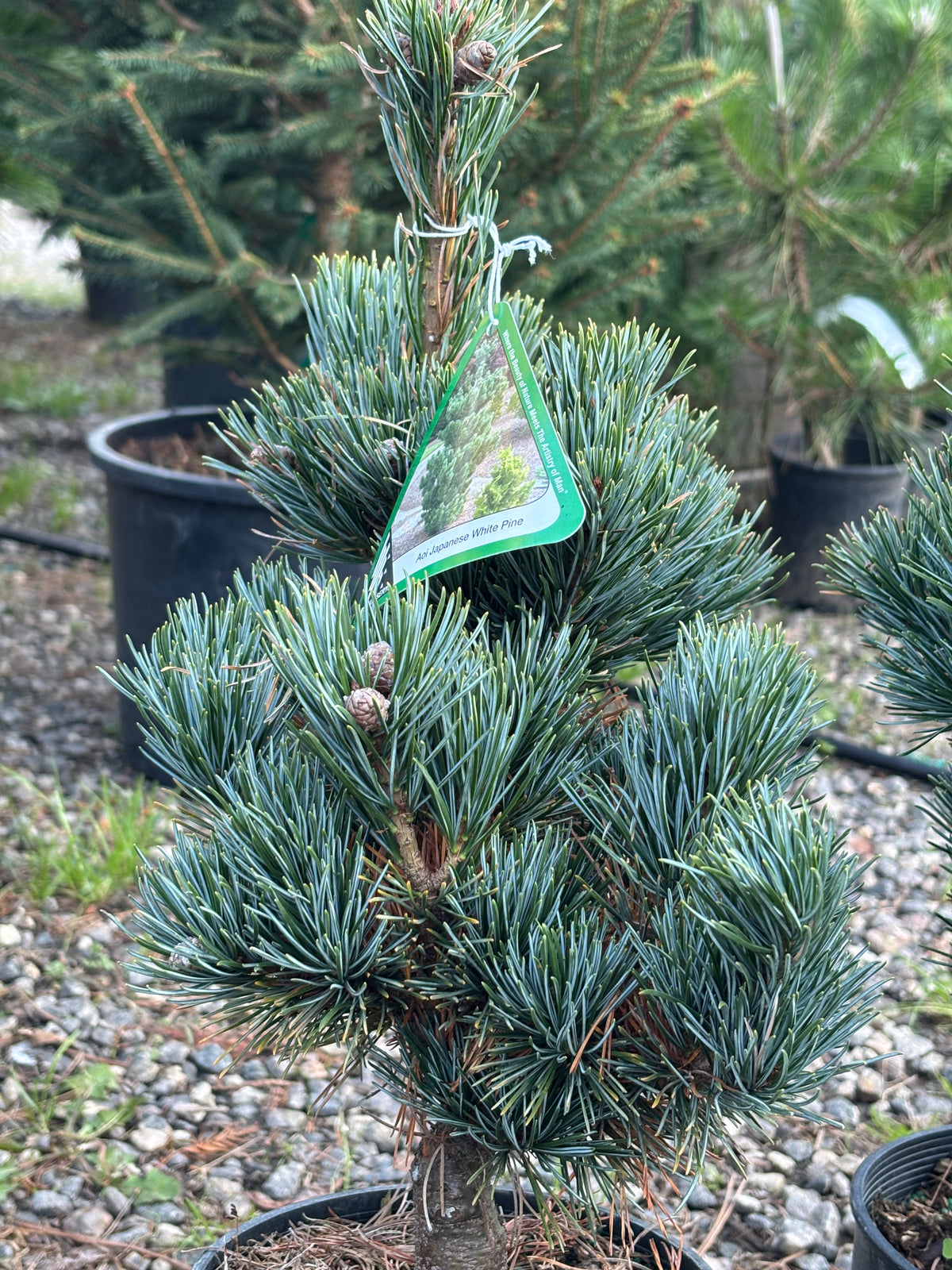 Pinus parviflora ‘Aoi’