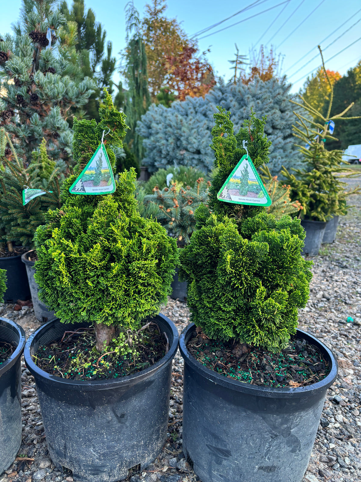 Chamaecyparis obtusa ‘Spiralis’