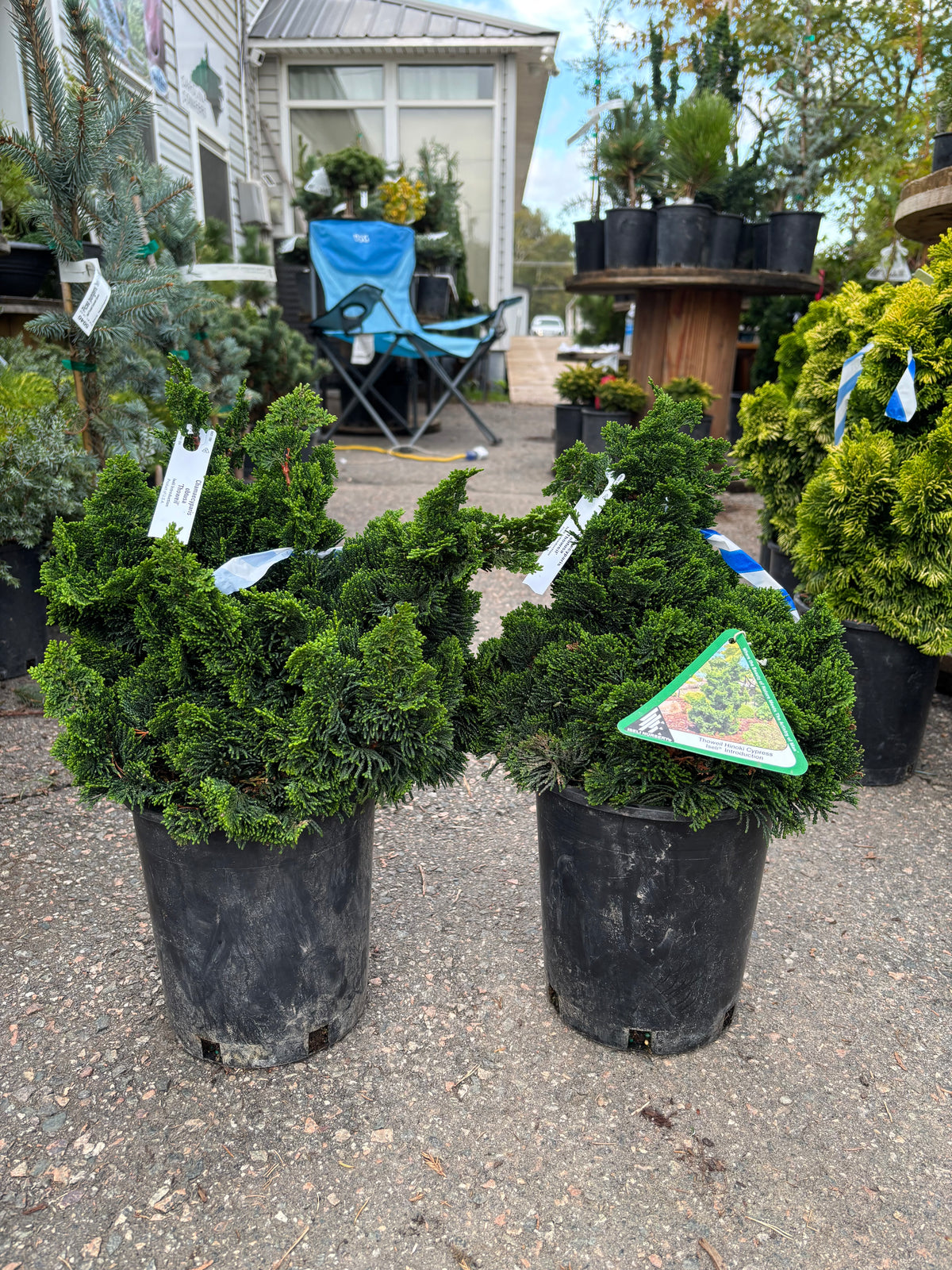 Chamaecyparis obtusa ‘Thoweil’