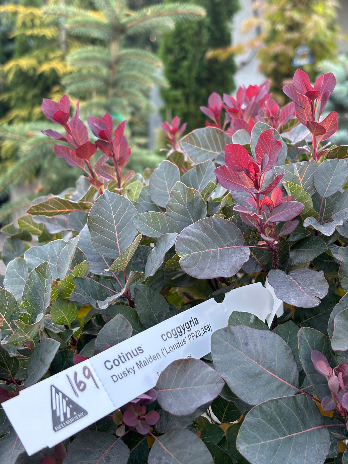 Dusky Maiden Smoke Bush (Cotinus coggygria)