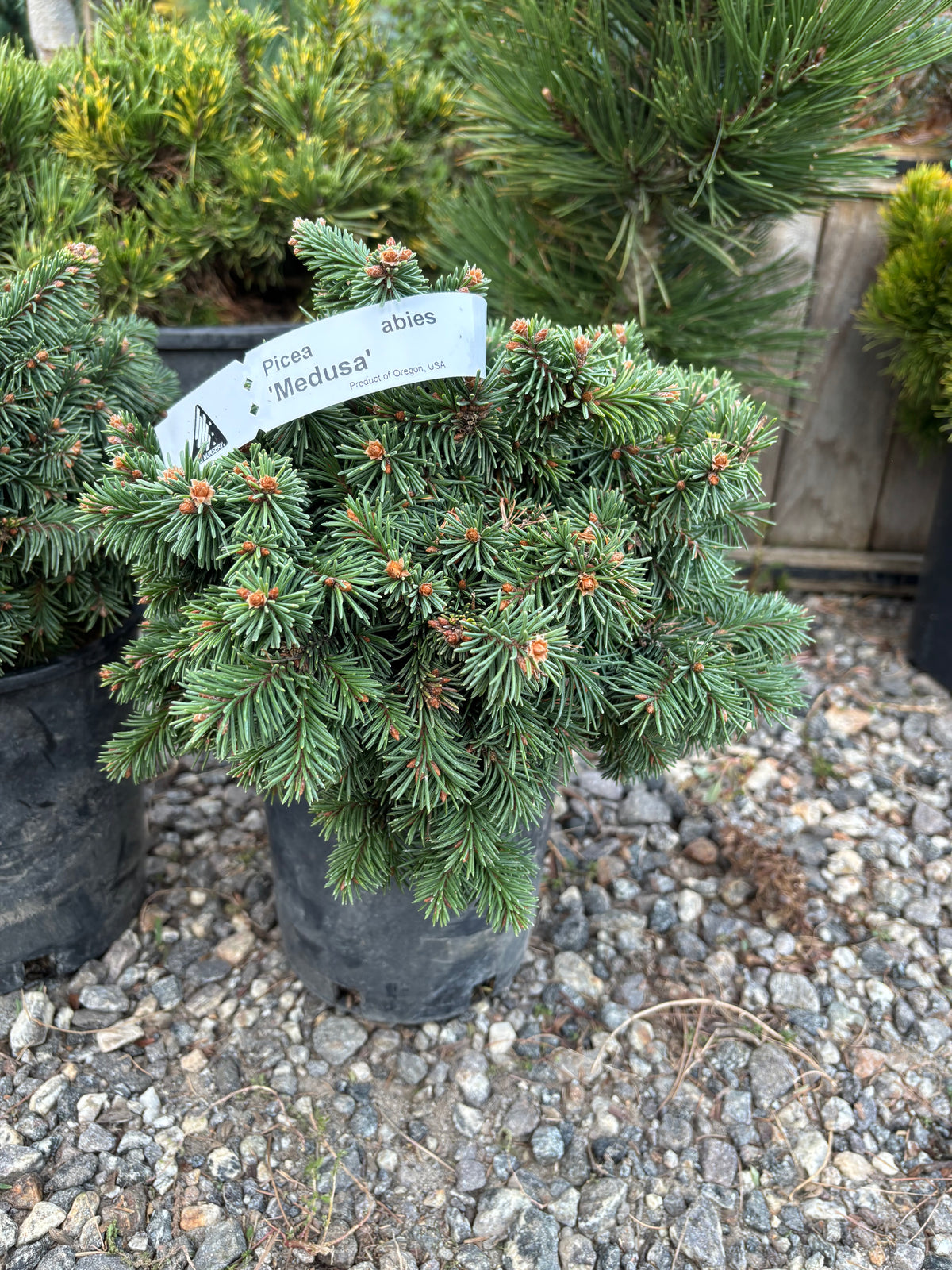Picea abies 'Medusa'