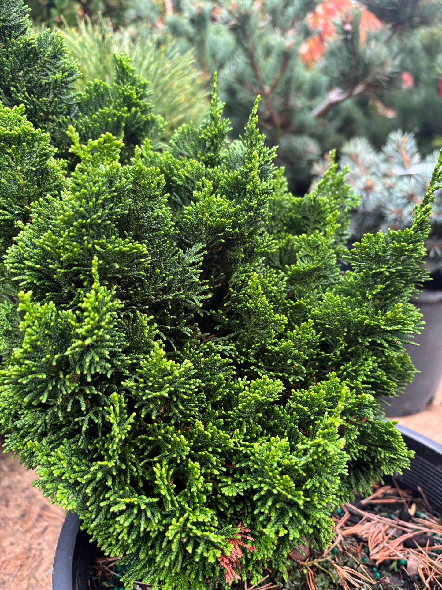 Chamaecyparis obtusa ‘Spiralis’