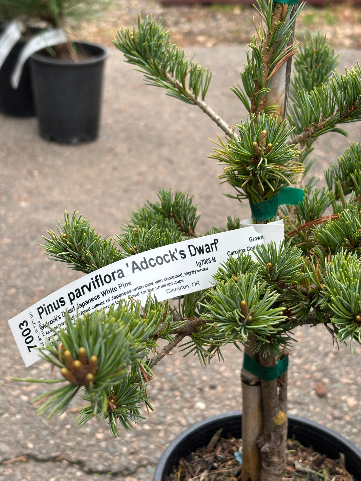 Pinus parviflora ‘Adcock’s Dwarf’ on mugo understock