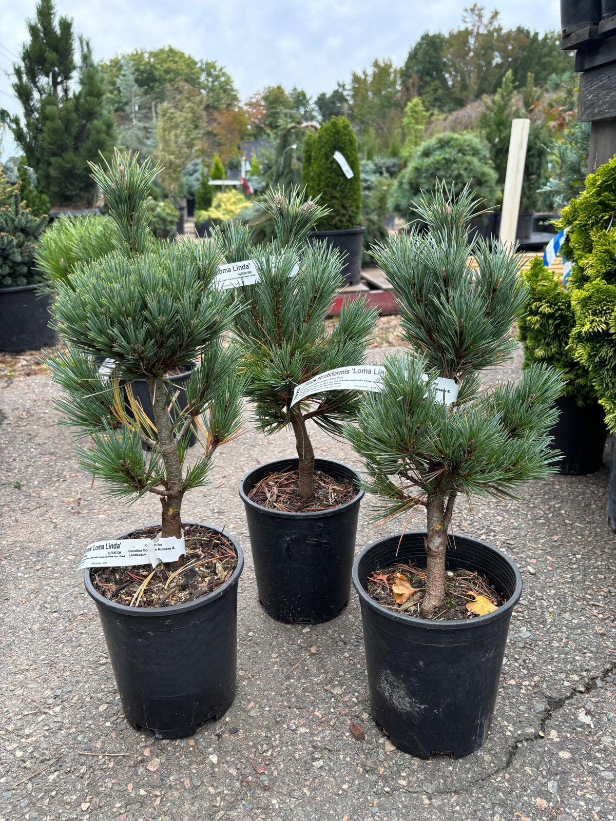 Pinus strobiformis ‘Loma Linda’