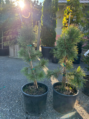 Pinus contorta ‘Taylor’s Sunburst’