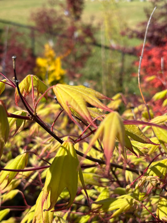 Acer palmatum ‘Tsuma gaki’