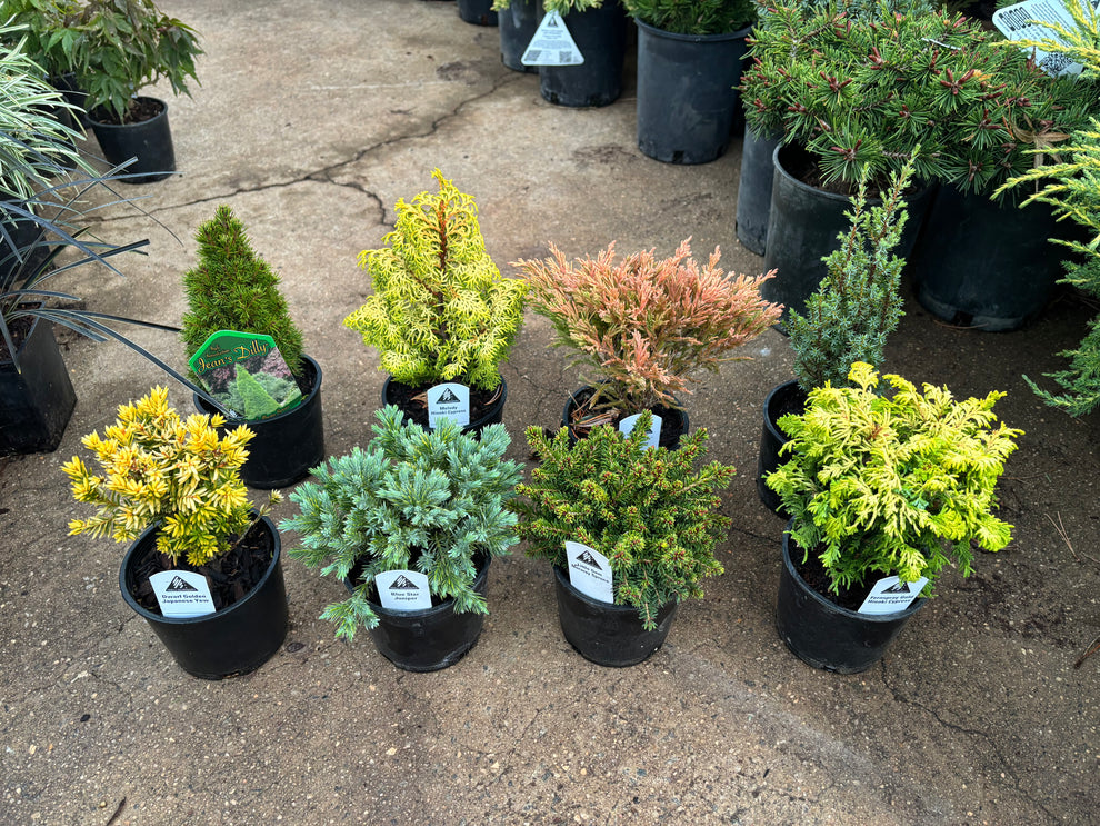 Confir Color Fanciful Gardens Ultimate Conifer Color Package – Carolina Conifers ...