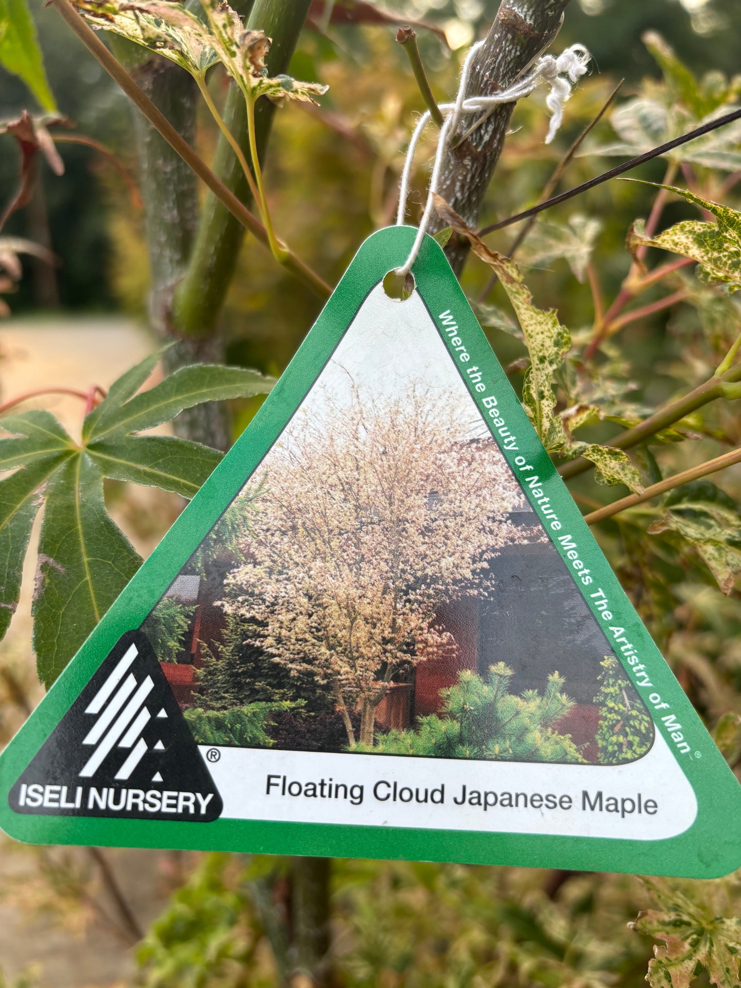 Acer Palmatum 'Ukigumo'