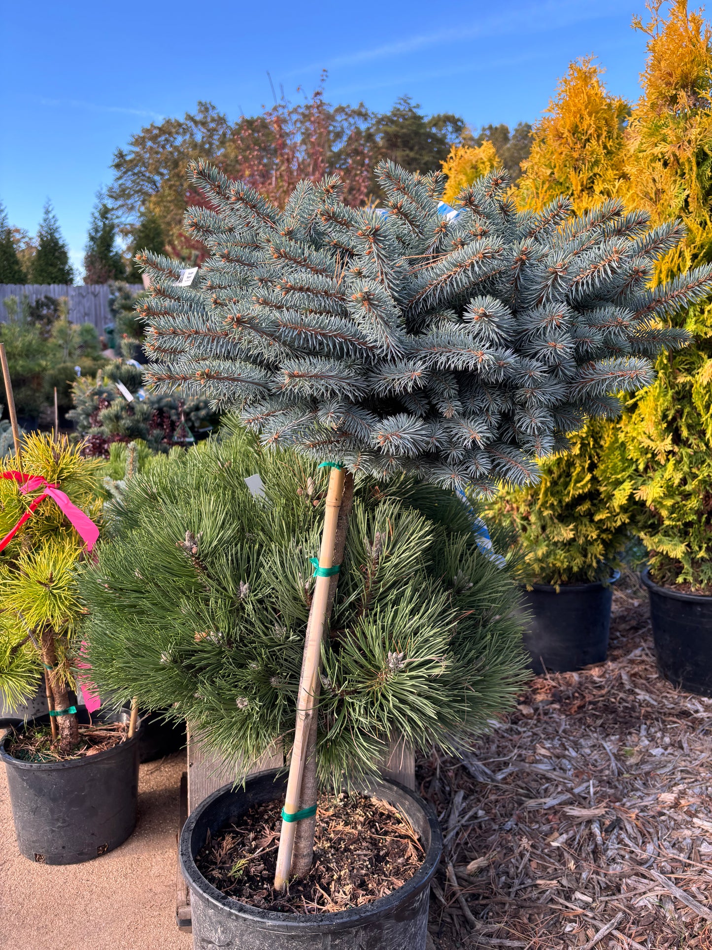 Picea pungens ‘Montgomery’ Dwarf Colorado Blue Spruce