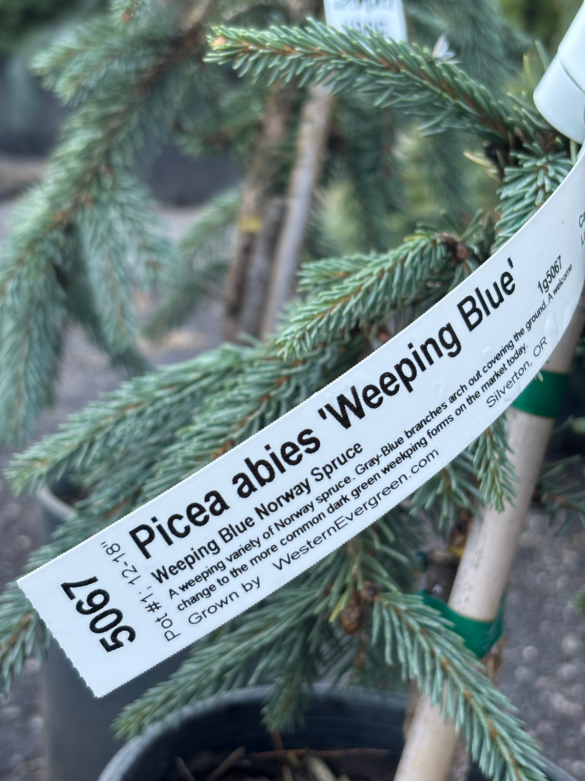 Picea abies ‘Weeping Blue