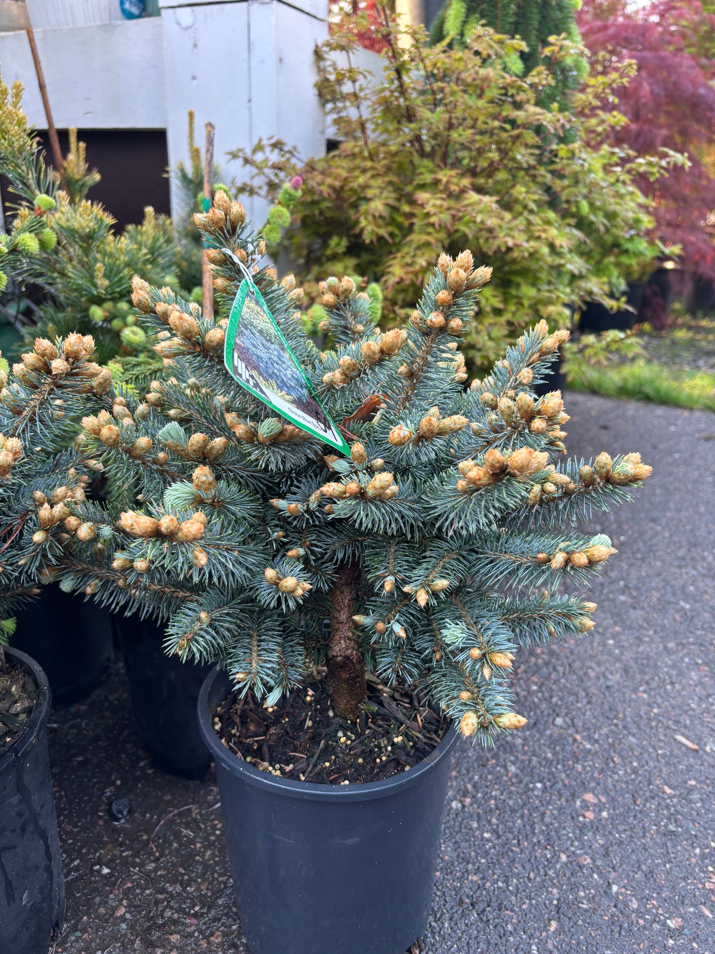 Picea pungens ‘Globosa’ Dwarf Globe Blue Spruce