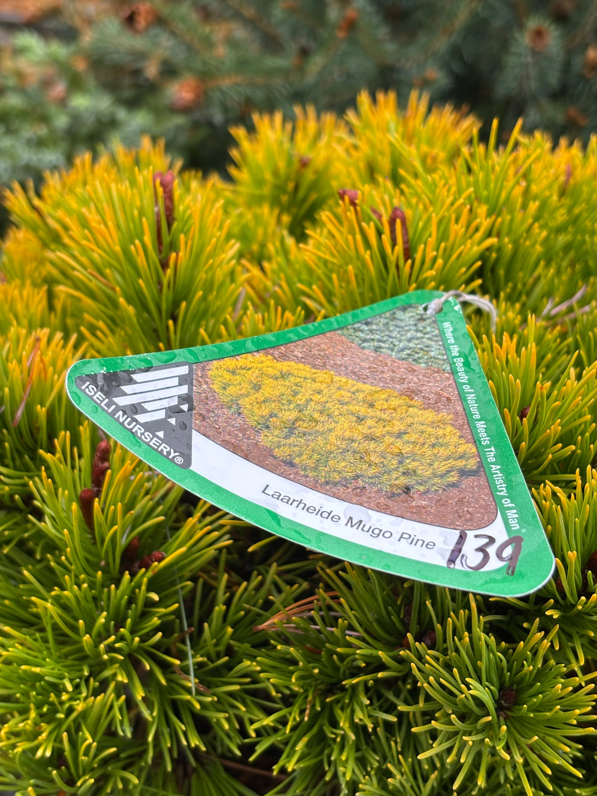 Pinus mugo ‘Laarheide’