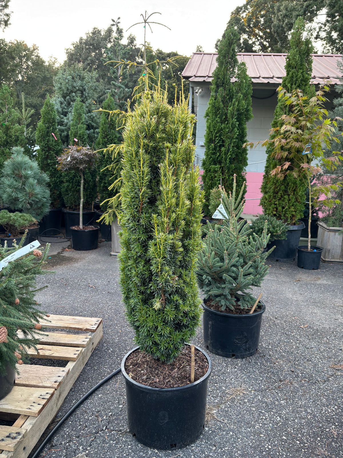 Taxus baccata ‘Icicle’ Yew