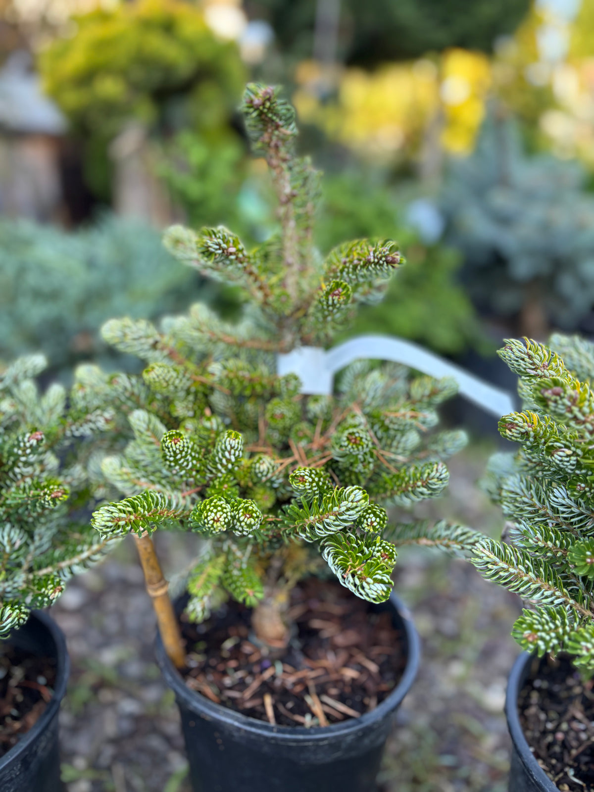 Abies koreana ‘Kohout’s Ice Breaker’