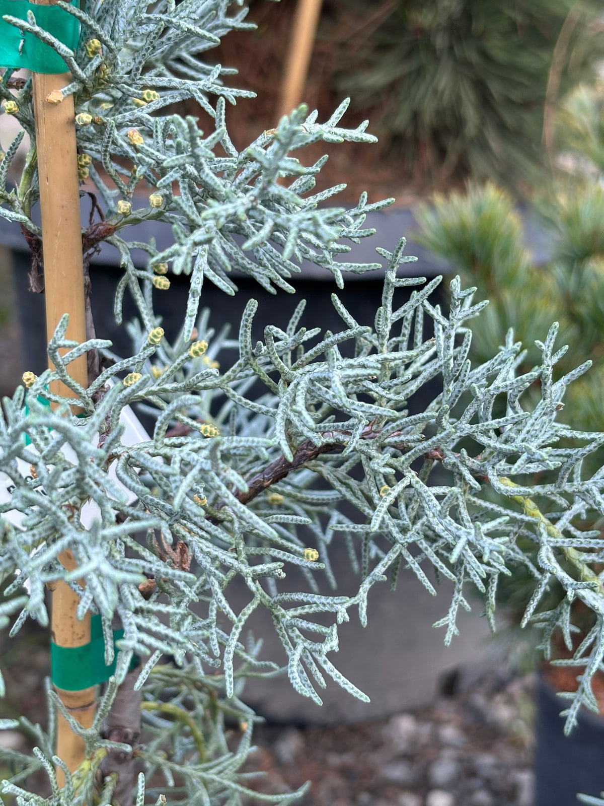 Blue Ice Arizona Cypress