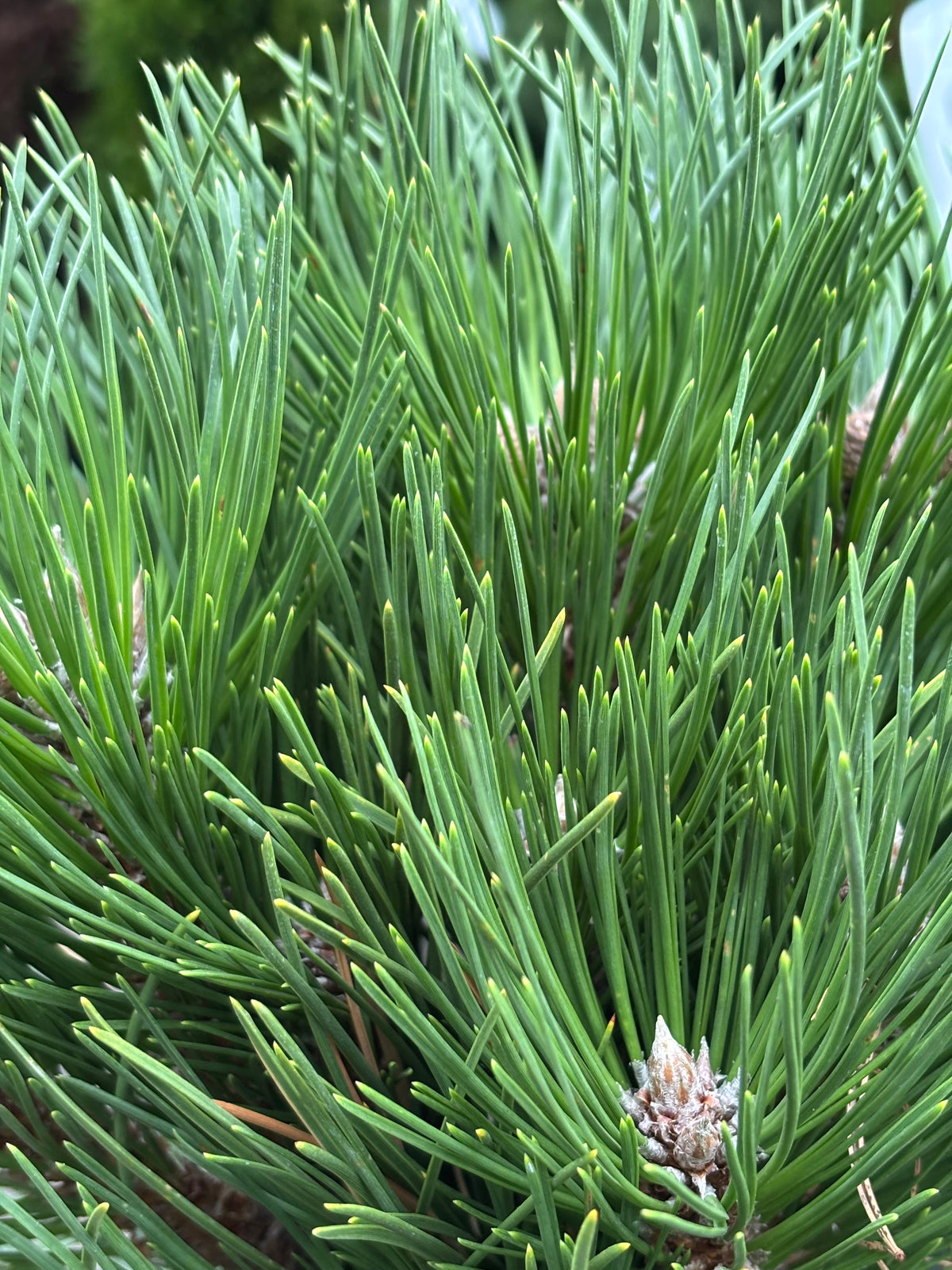 Pinus nigra ‘Black Prince’